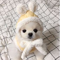 Bixin - Set: Fleece-lined Hat + Pet Top Bixin - Set: Fleece-lined Hat + Pet Top