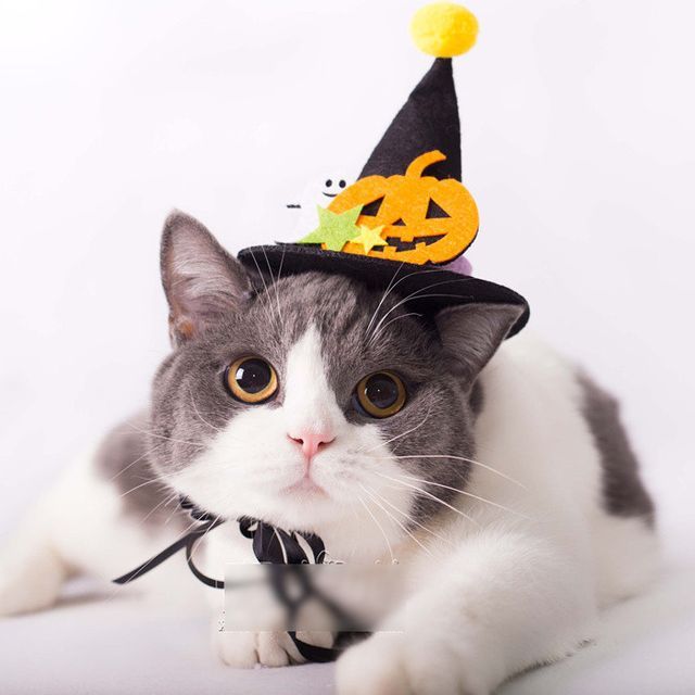 Catland - Halloween Pet Witch Hat | YesStyle