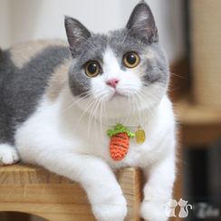 Catland - Carrot Pet Collar Catland - Carrot Pet Collar