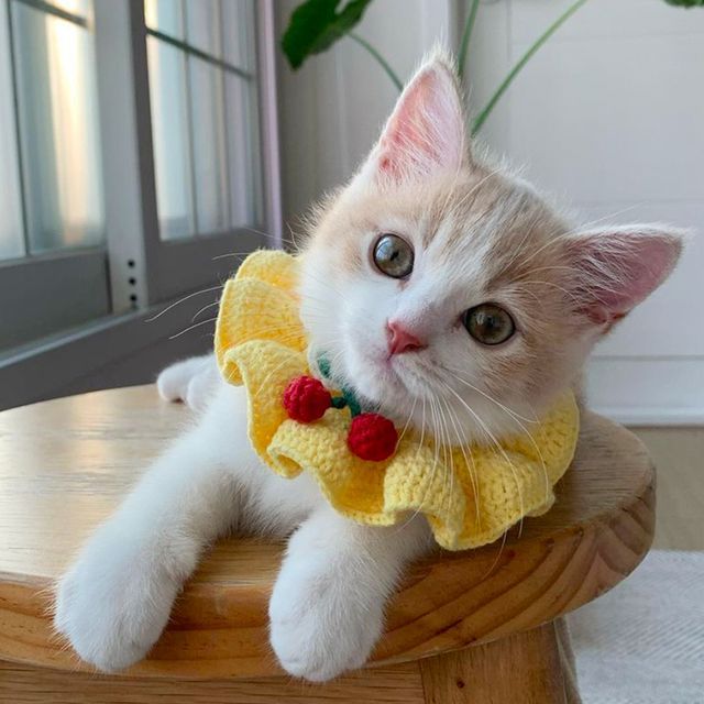 tanvtim Cherry Ruffle Knit Pet Collar YesStyle