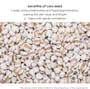 Coix Seed Sunscreen