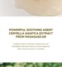 Madagascar Centella Watergel Sheet Ampoule Mask