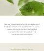 Light On Serum Centella + Vita C