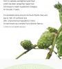 The Real Noni Energy Ampule Mask