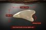 Horn Facial Massager