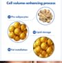 Volufiline 100% Botanic Oil